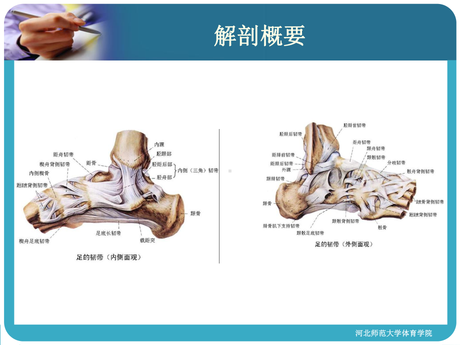 踝及足部损伤汇总课件.ppt_第3页