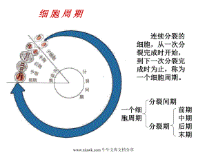 细胞的增殖癌变和衰老课件.pptx