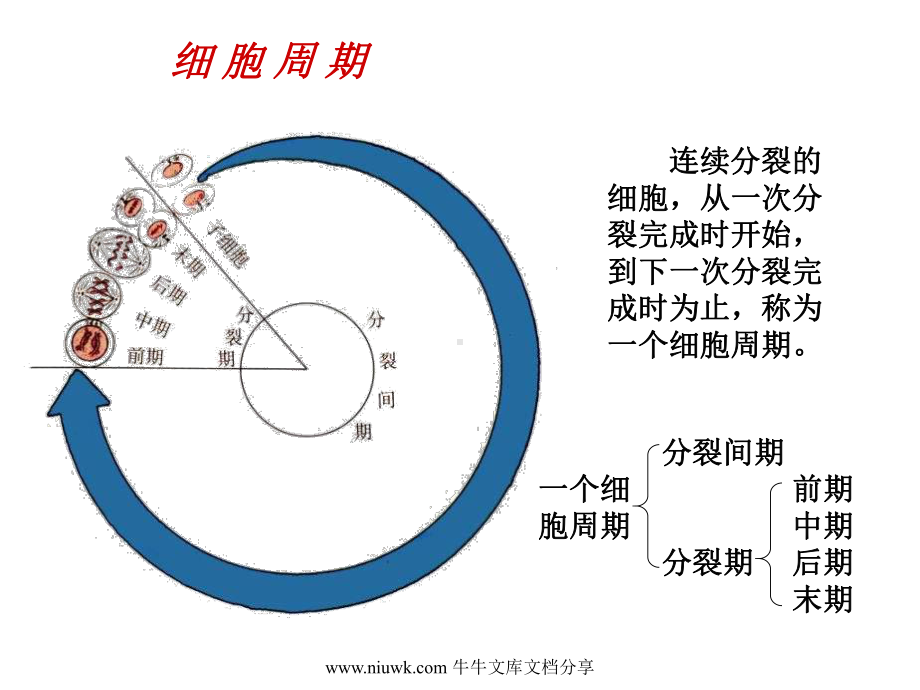 细胞的增殖癌变和衰老课件.pptx_第1页