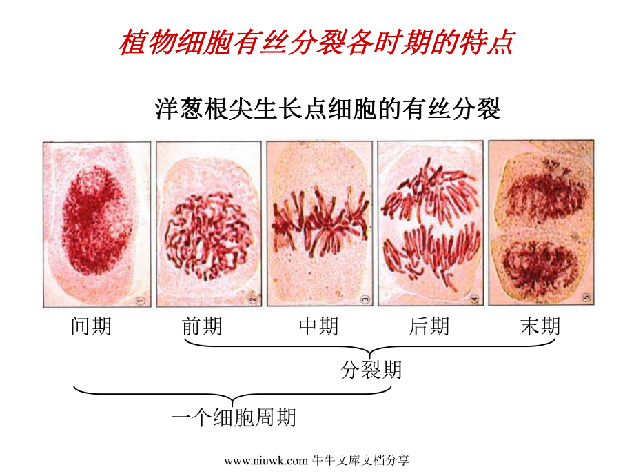 细胞的增殖癌变和衰老课件.pptx_第3页