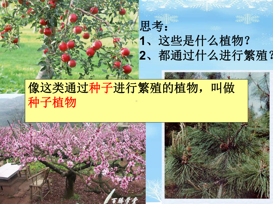 种子植物2021完整版课件.ppt_第3页