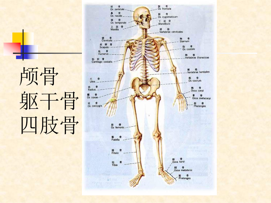 系统解剖学--四肢骨课件.ppt_第2页