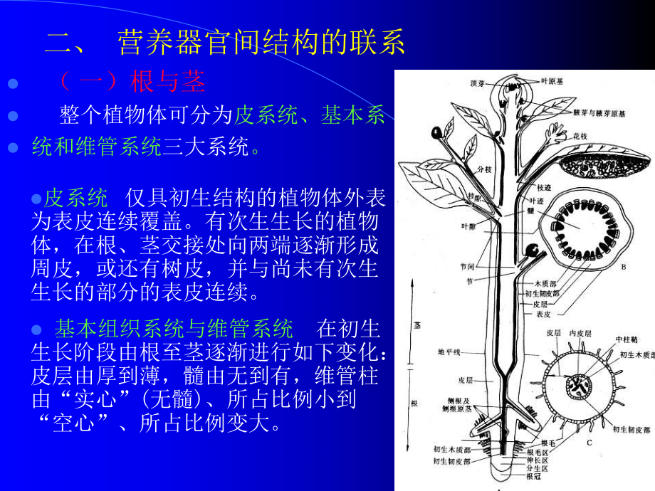 营养器官间的联系课件.pptx_第3页