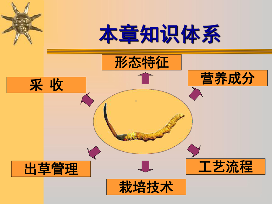 第十六章北冬虫夏草栽培技术课件.ppt_第2页