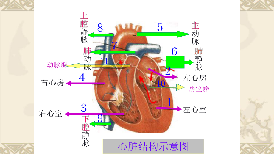 输血与血型-初中生物优秀教学课件.pptx_第1页