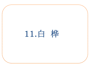 统编人教部编版小学语文四年级下册语文11白桦课件.pptx