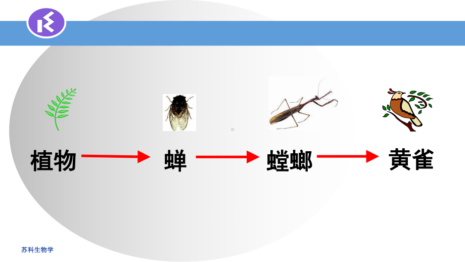 苏科版七年级上册生物：第2节-食物网课件.ppt_第3页