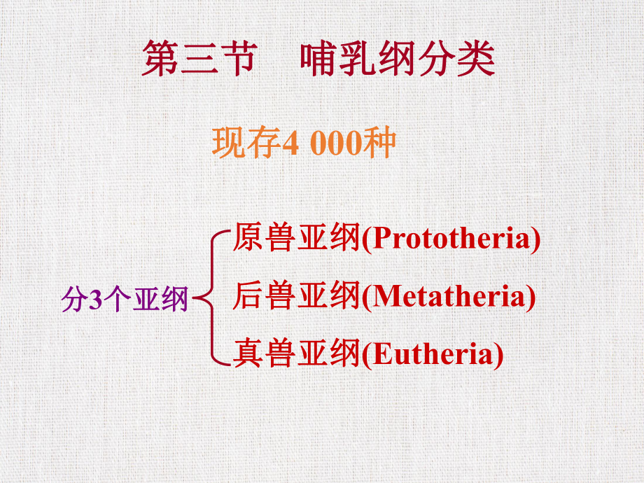 脊椎动物学优秀课件精选-《哺乳纲分类》.ppt_第3页