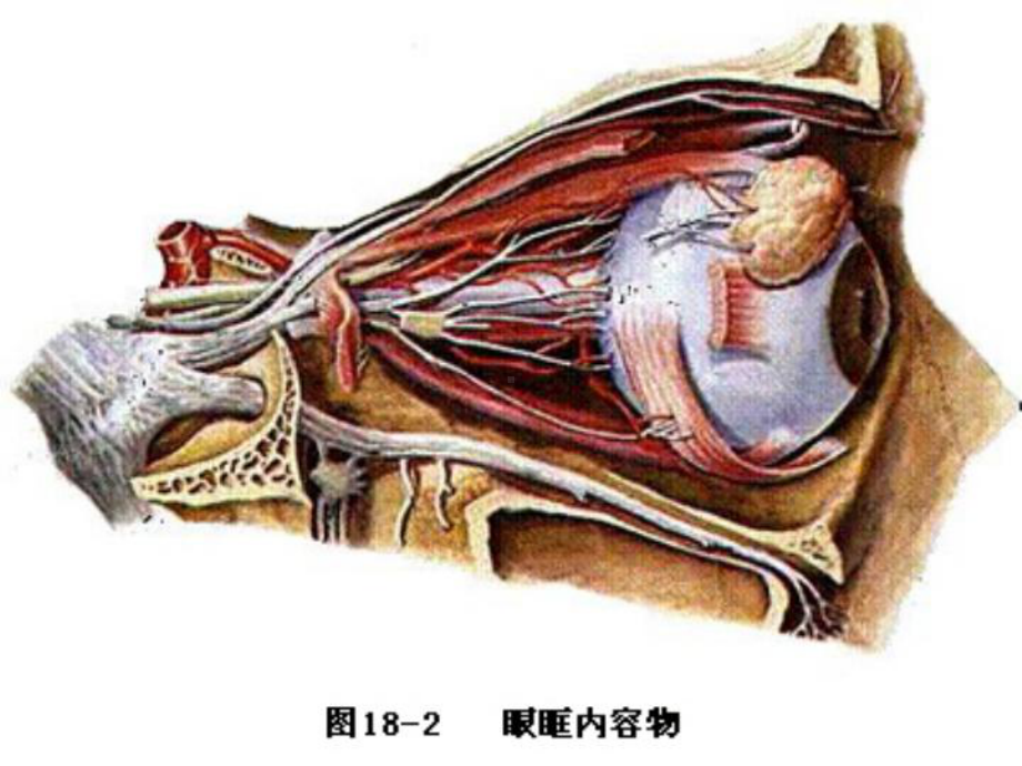 眼眶病、眼外伤课件.ppt_第3页