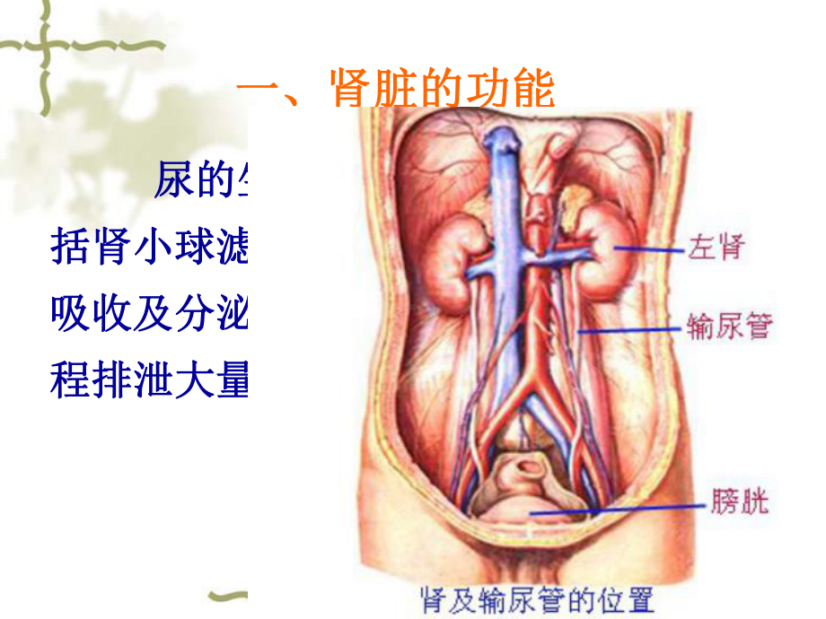 第章尿的生成和排出[课件].pptx_第3页