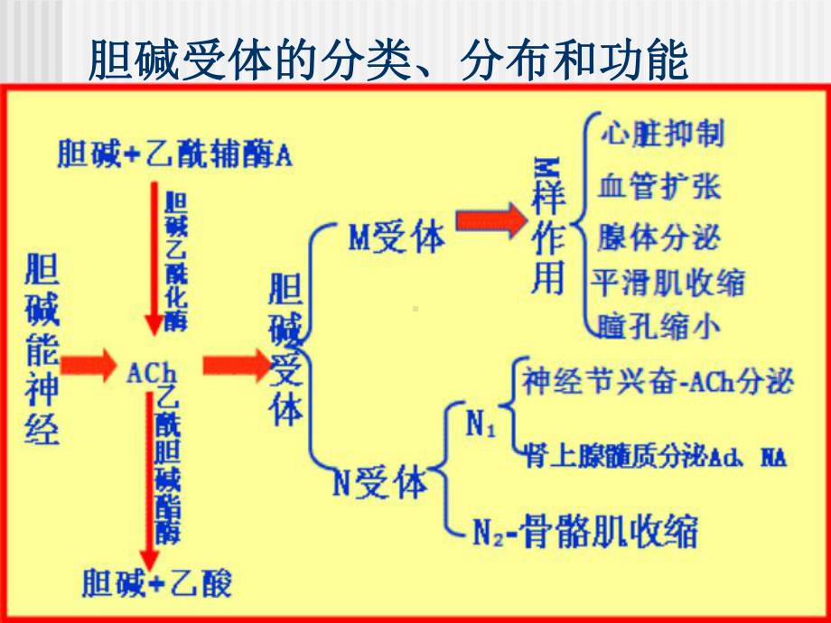 药理学-M胆碱受体阻断药课件.ppt_第3页