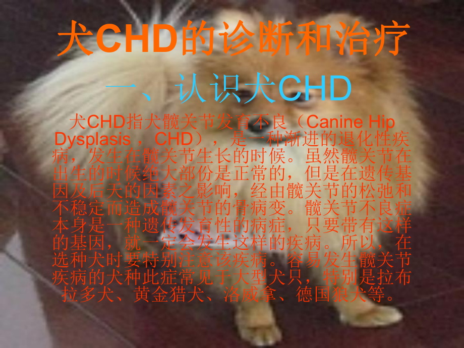 犬CHD的诊断与治疗概要课件.ppt_第1页