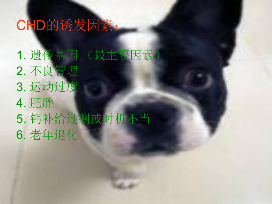 犬CHD的诊断与治疗概要课件.ppt_第3页