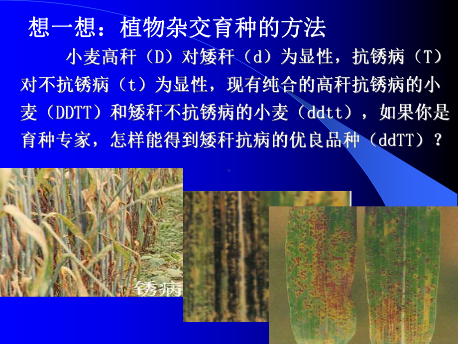 生物育种专题课件.ppt_第2页