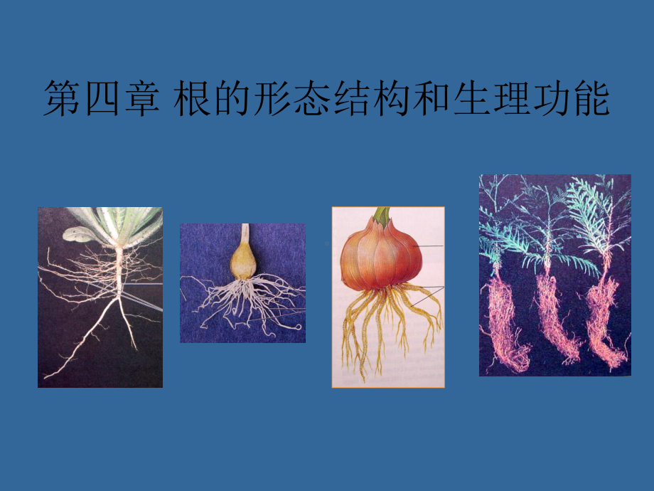 第四章-根的形态结构和生理功能课件.ppt_第1页