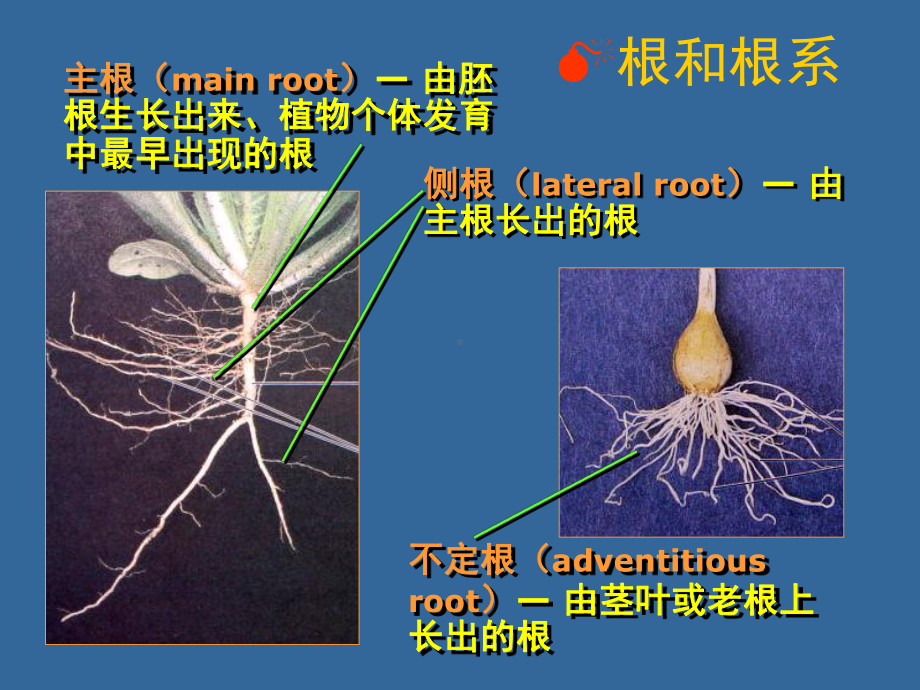 第四章-根的形态结构和生理功能课件.ppt_第2页