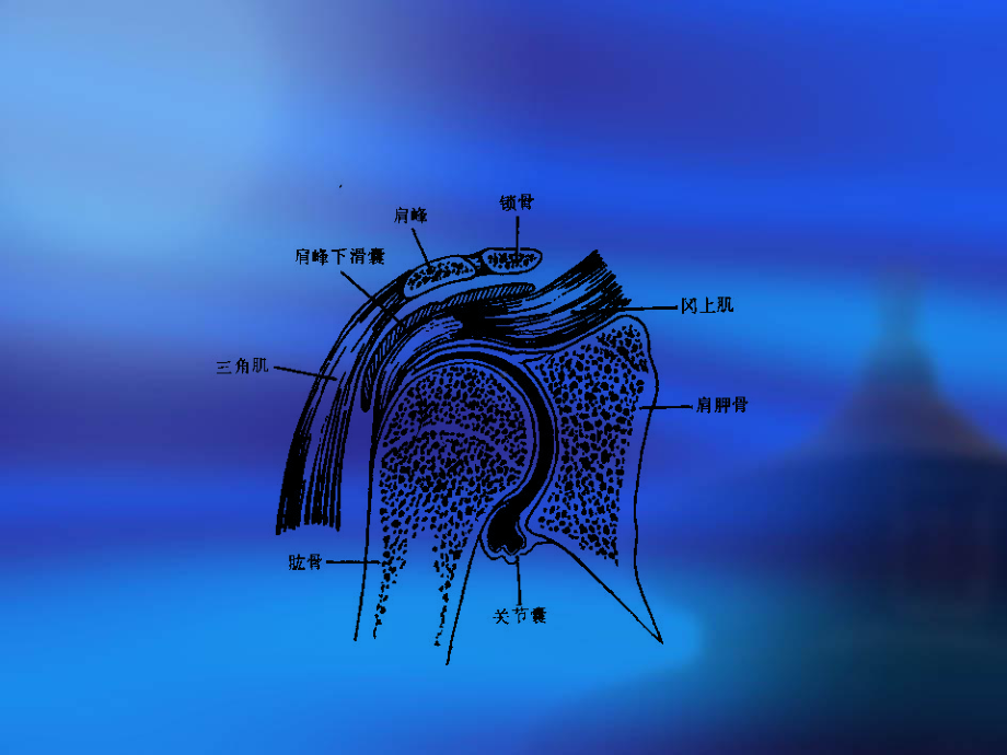 肩袖损伤的临床表现及诊治课件.pptx_第3页