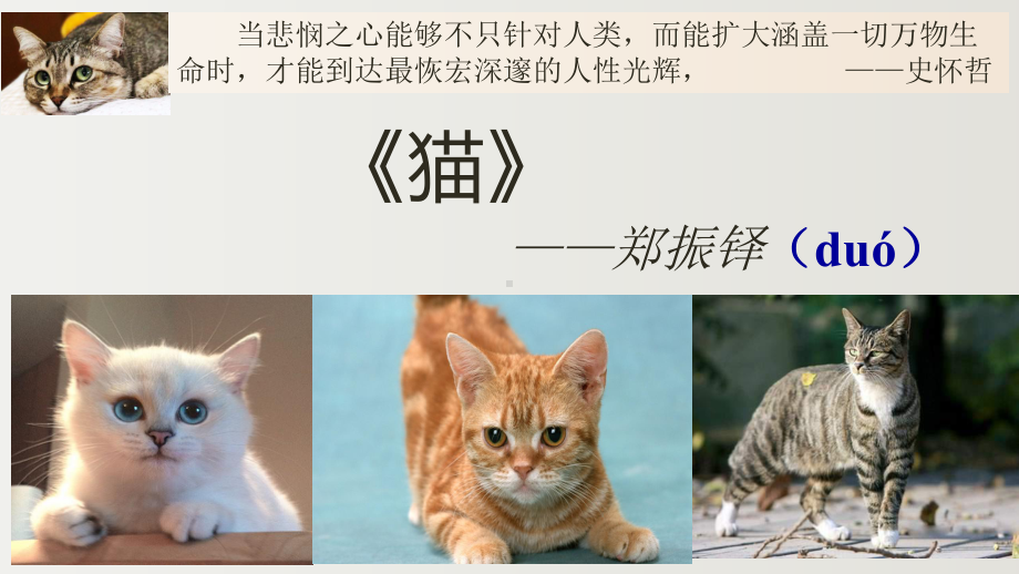 猫赛课一等奖公开课优秀课件.pptx_第1页