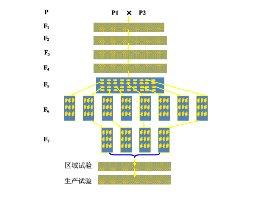 第六章分子设计育种课件.ppt_第2页