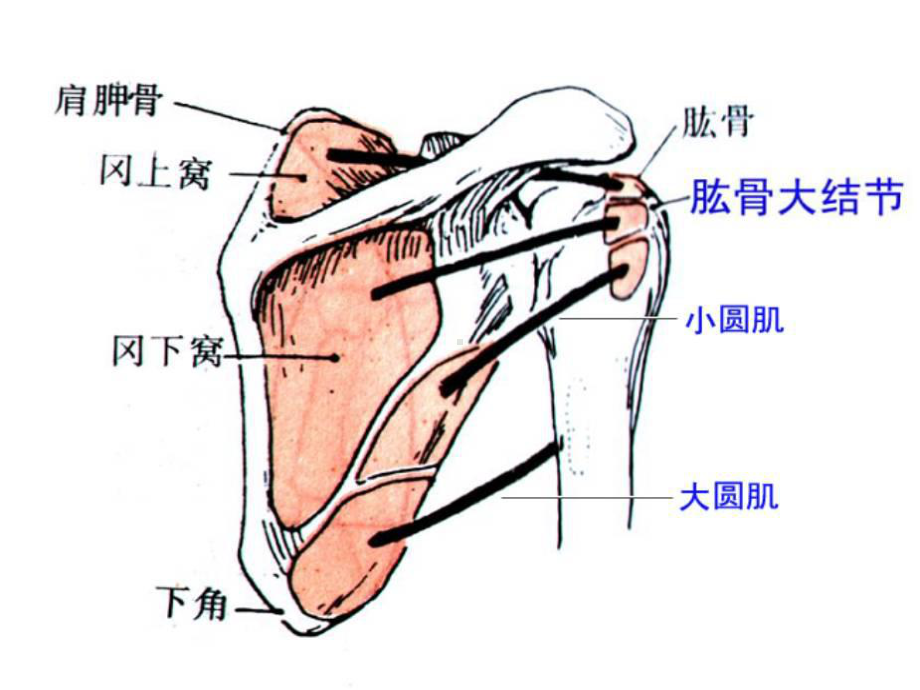 肩袖损伤患者的护理查房课件.ppt_第3页