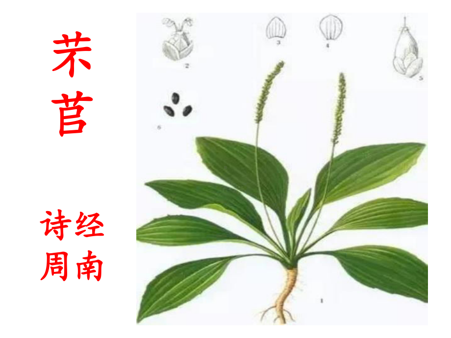 芣苢教学讲解课件.ppt_第1页