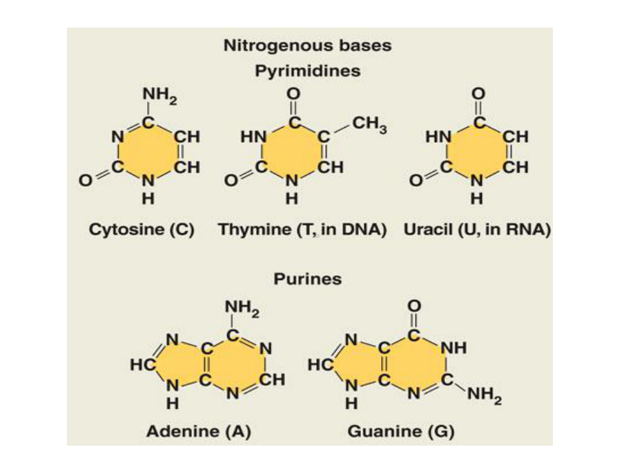 第二章：染色体与DNA-1资料课件.ppt_第3页