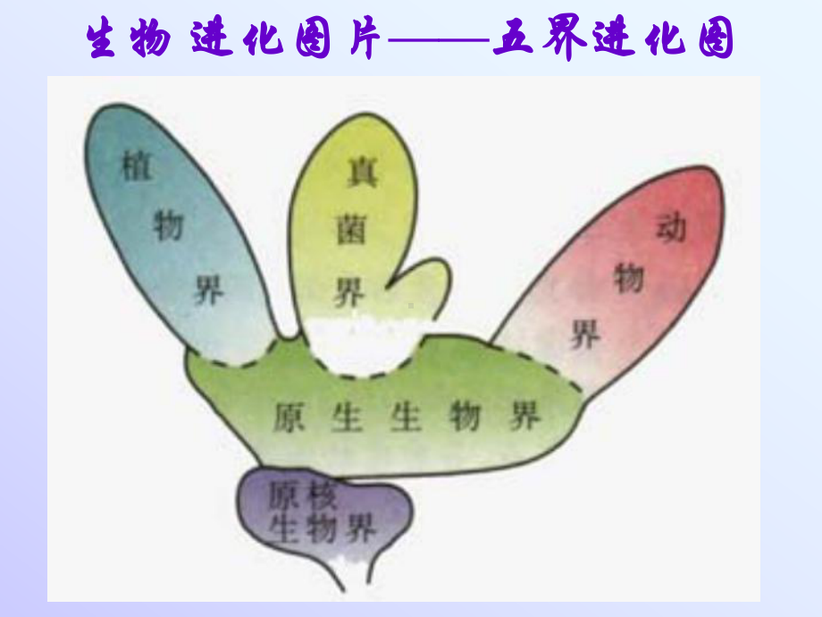 生物进化证据课件.ppt_第2页