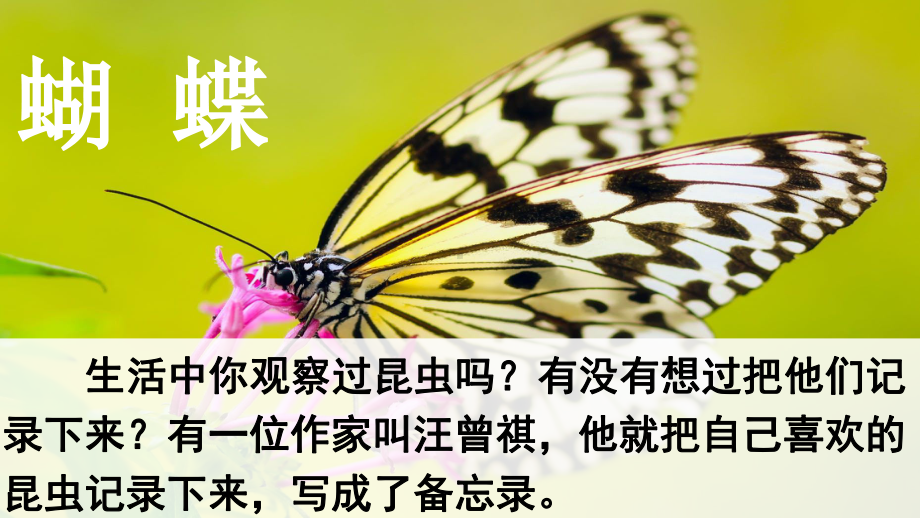 部编人教版三年级下册语文《4-昆虫备忘录》教学课件.pptx_第1页