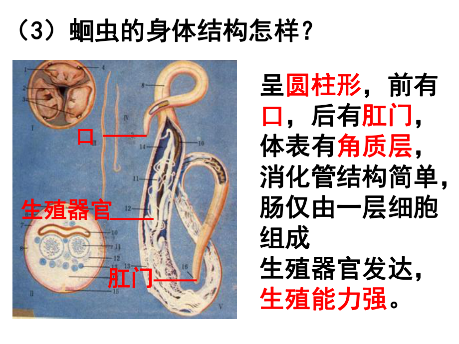 线形动物和环节动物课件.pptx_第2页