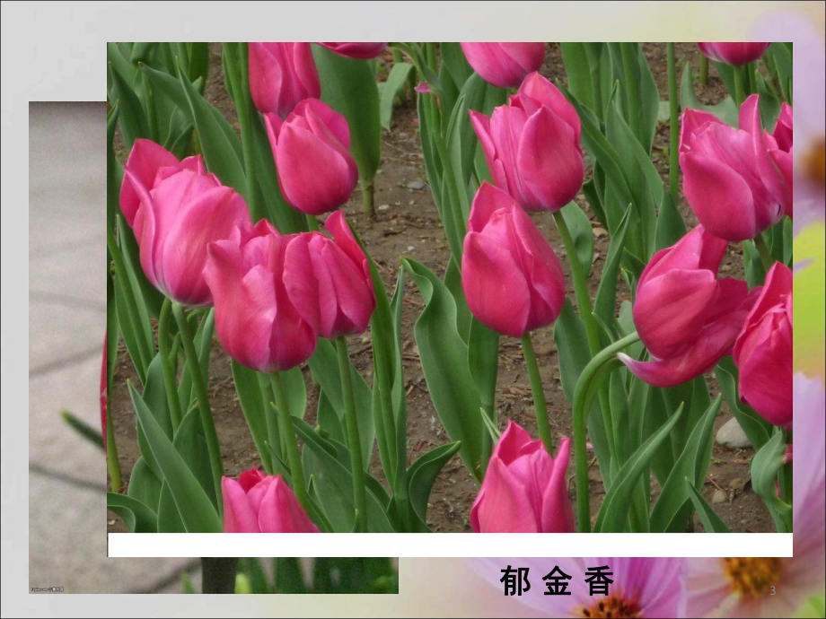 花的基本结构(课堂)课件.ppt_第3页