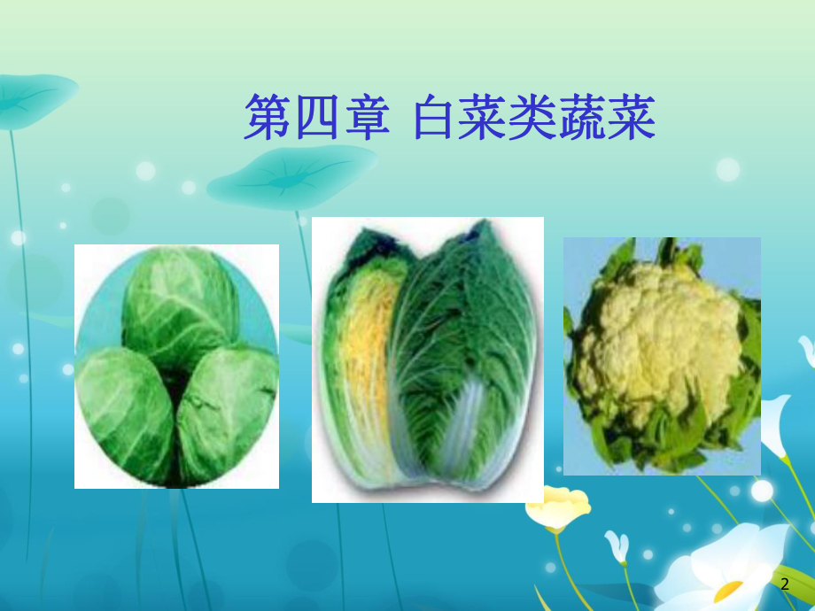 蔬菜栽培技术白菜类课件.ppt_第2页