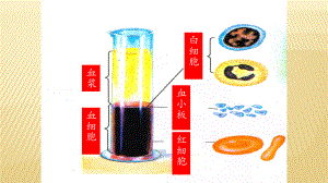 血流的管道-血管-初中生物优秀教学课件.pptx