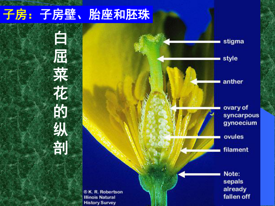 胚珠的发育和胚囊的形成过程课件.pptx_第2页