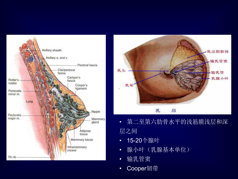 医学课件外科乳房疾病.pptx_第3页