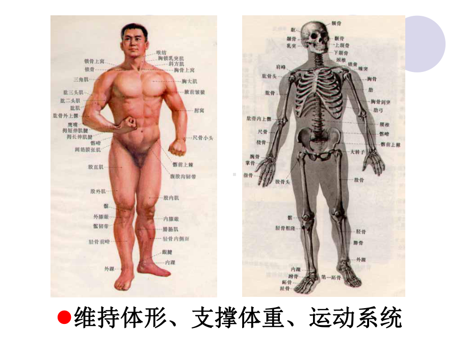 医学教学课件10.24骨折概述.pptx_第2页