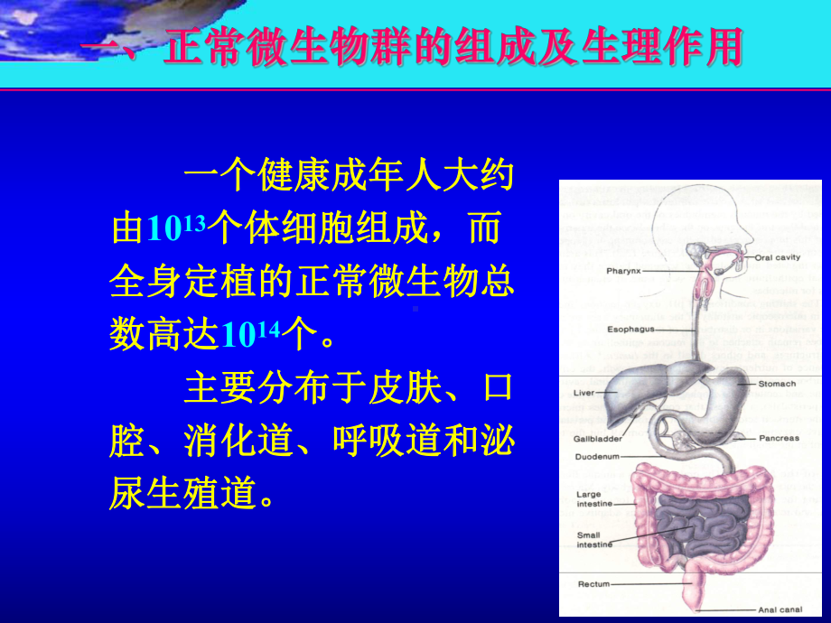 医学微生物学课件7.细菌的感染与免疫.pptx_第2页