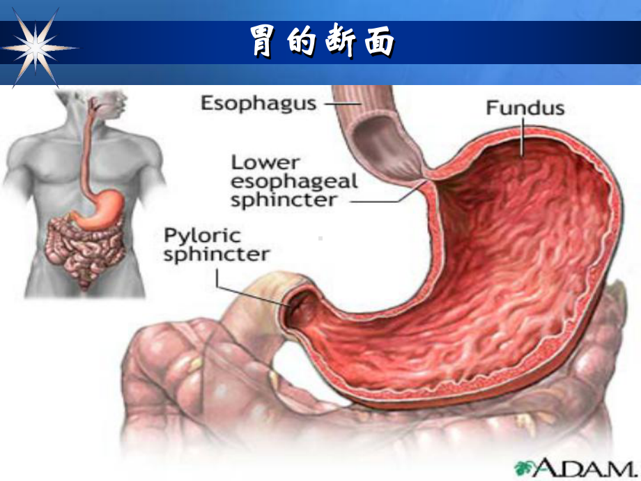 医学教学课件胃十二指肠疾病课件.pptx_第3页