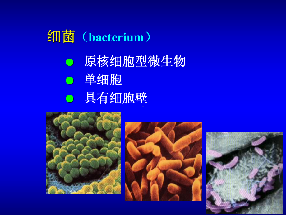 医学微生物学课件2.细菌形态与结构.pptx_第3页