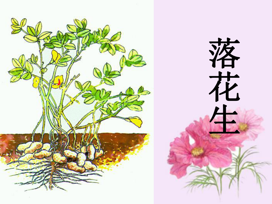 落花生教学课件.ppt_第1页