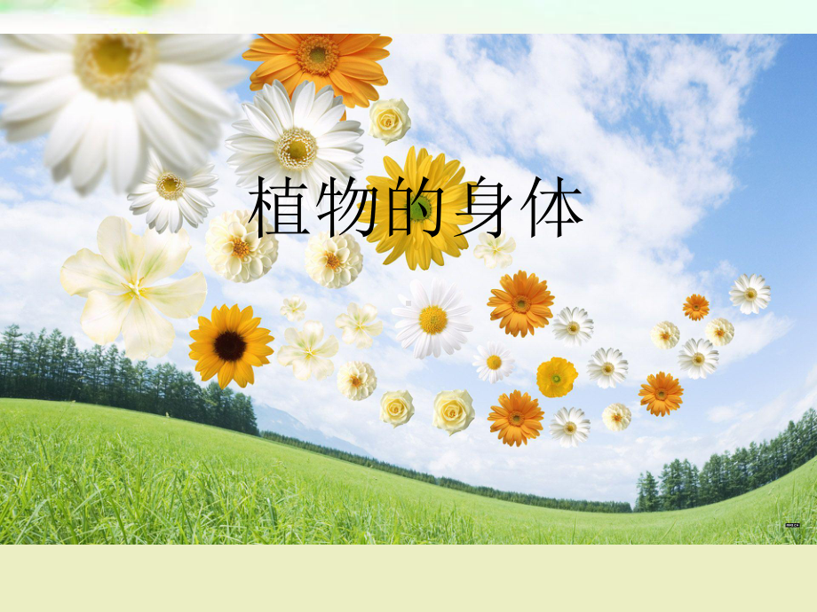 青岛版小学科学四年级上册《植物的身体》课件.ppt_第1页