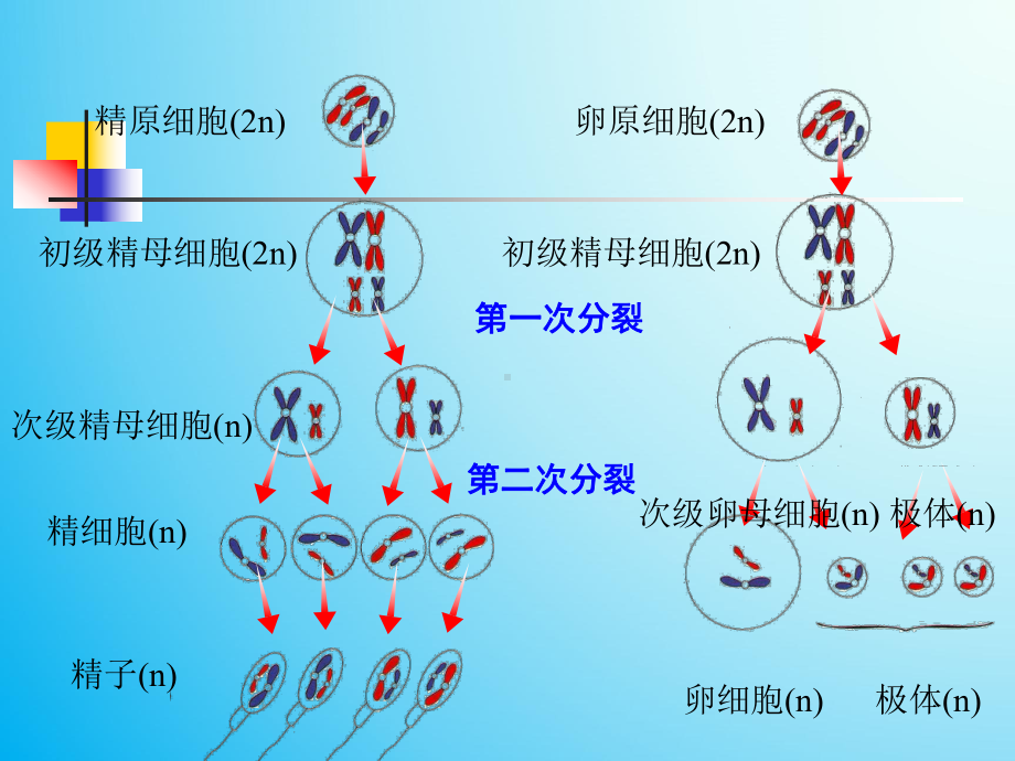 高中生物课件有性生殖.ppt_第3页