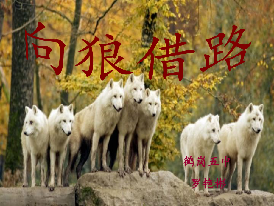 向狼借路.ppt_第1页