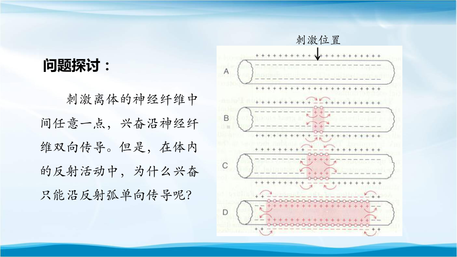 高二（生物学(人教版)）第2章-第3节-神经冲动的产生和传导(第二课时)-课件.pptx_第2页