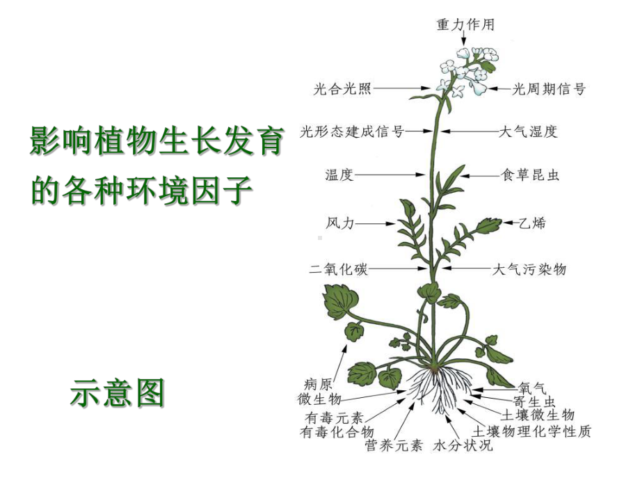 植物的逆境生理第11章课件.ppt_第2页