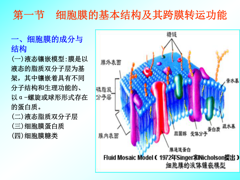 生理学-第二章-细胞的基本功能课件.ppt_第2页