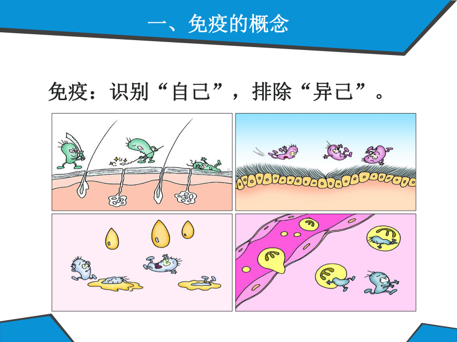 高中生物必修3课件15：24-免疫调节(Ⅰ).pptx_第3页