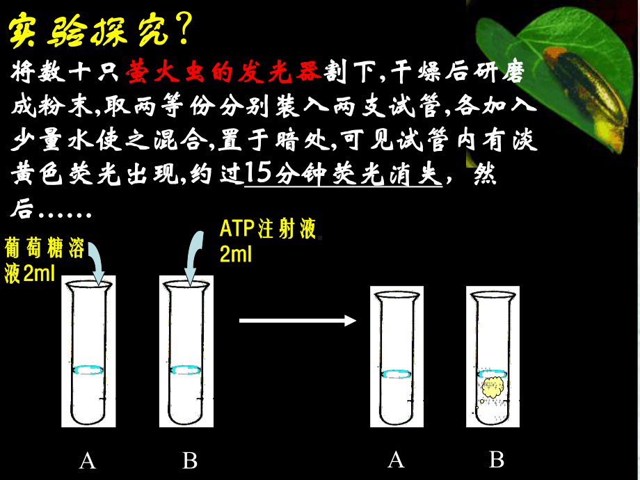 高中生物细胞的能量通货课件.ppt_第2页