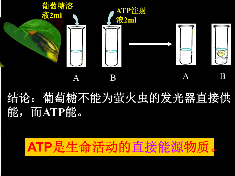 高中生物细胞的能量通货课件.ppt_第3页