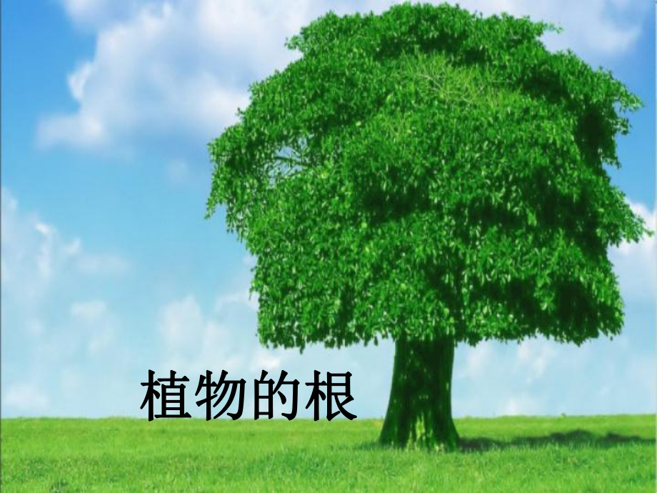 青岛版小学科学新三年级上册科学《植物的根》课件(18).pptx_第1页