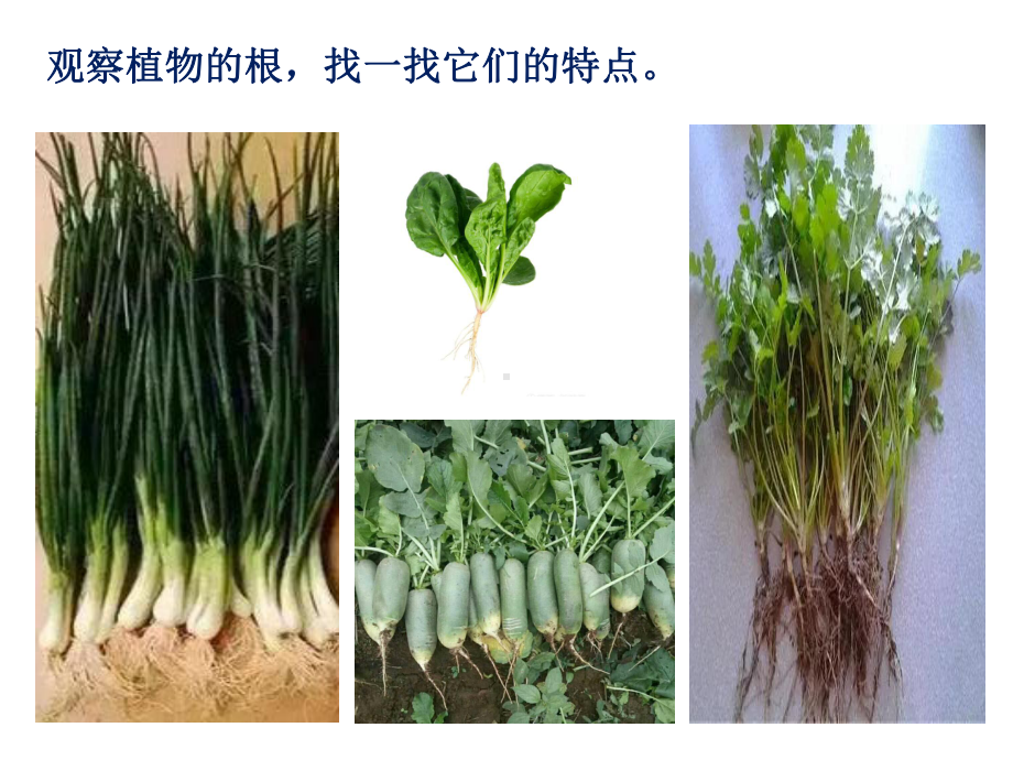 青岛版小学科学新三年级上册科学《植物的根》课件(18).pptx_第2页